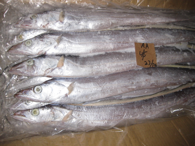 photo-salmon-fish-raw-whole-ice-732x549-thumbnail-732x549.jpg
